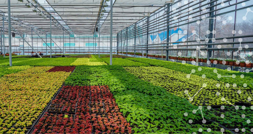 نیکاسان برترین شرکت هوشمند سازی گلخانه